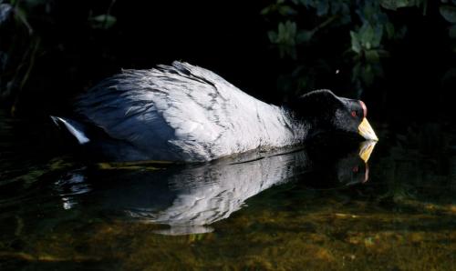 Fotografia de Carlos - Galeria Fotografica: Naturaleza de Calama - Foto: Ave del Rio Loa