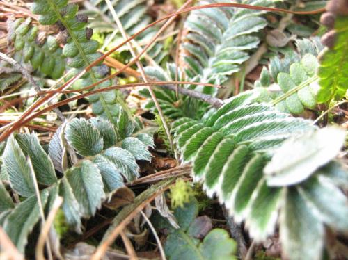 Fotografia de Edwin - Galeria Fotografica: Lakes and Clouds - Foto: Rama?