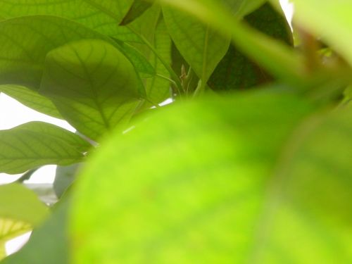 Fotografia de Perla Miranda - Galeria Fotografica: Cielo - Foto: hoja de aguacate