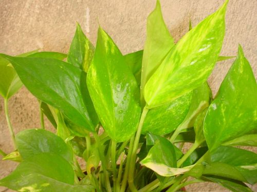 Fotografia de Perla Miranda - Galeria Fotografica: Cielo - Foto: telefonos