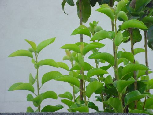 Fotografia de Perla Miranda - Galeria Fotografica: Cielo - Foto: valle