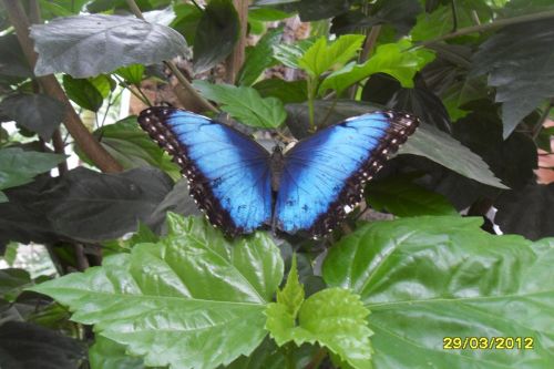 Fotografia de Adris - Galeria Fotografica: Mariposa - Foto: 