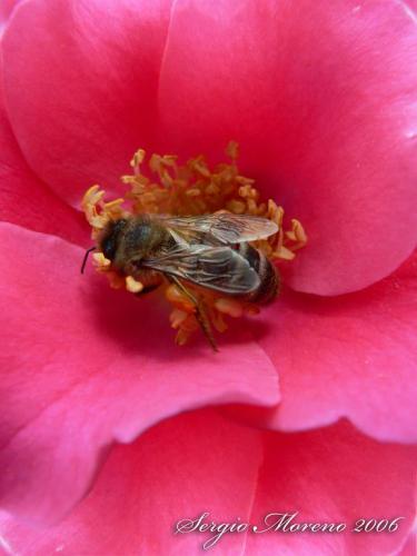 Fotografia de Sergio - Galeria Fotografica: algunas de mis fotos preferidas - Foto: abeja
