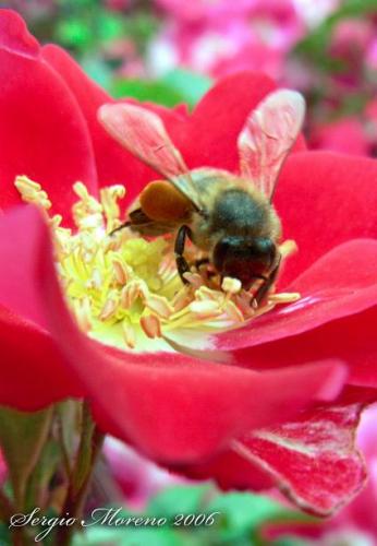 Fotografia de Sergio - Galeria Fotografica: algunas de mis fotos preferidas - Foto: abeja 2