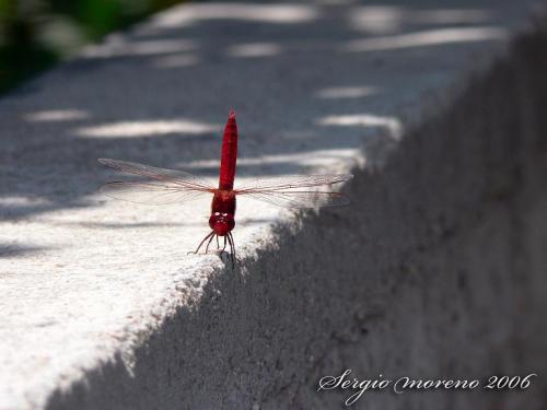 Fotografia de Sergio - Galeria Fotografica: algunas de mis fotos preferidas - Foto: liberula roja