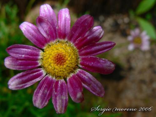 Fotografia de Sergio - Galeria Fotografica: algunas de mis fotos preferidas - Foto: pequea pero bonita