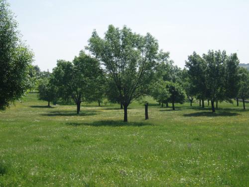 Fotografia de Miki - Galeria Fotografica: Primavera - Foto: 