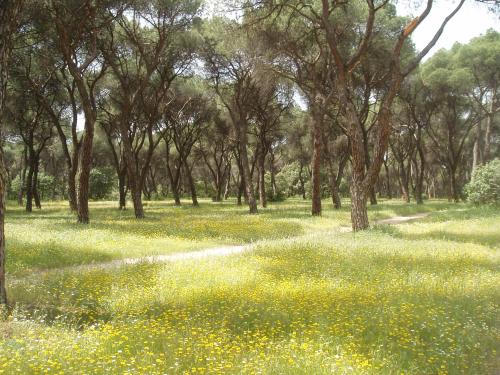 Fotografia de Miki - Galeria Fotografica: Primavera - Foto: 