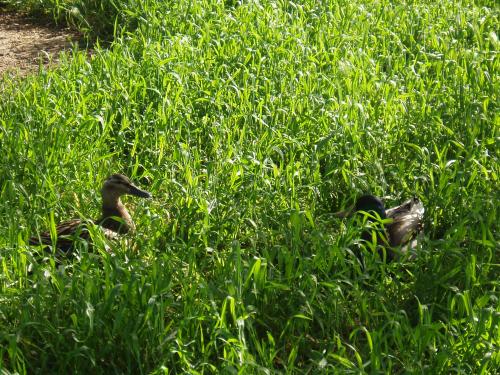 Fotografia de Miki - Galeria Fotografica: Primavera - Foto: 