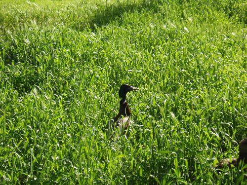 Fotografia de Miki - Galeria Fotografica: Primavera - Foto: 