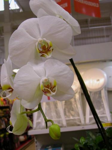 Fotografia de jess - Galeria Fotografica: mis flores - Foto: 