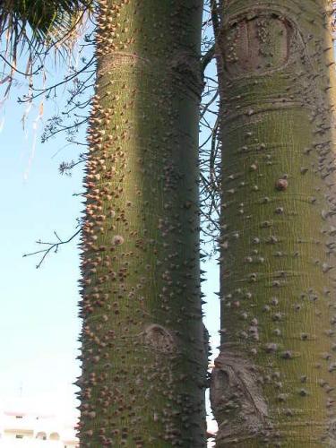 Fotografia de jes�s - Galeria Fotografica: mis flores - Foto: 