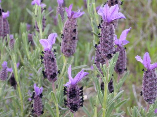 Fotografia de jes�s - Galeria Fotografica: mis flores - Foto: 