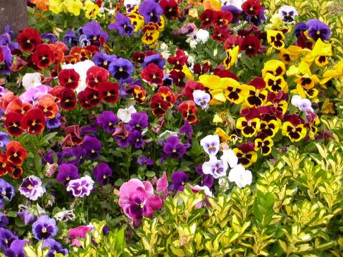 Fotografia de jes�s - Galeria Fotografica: mis flores - Foto: 