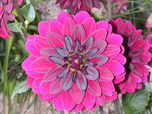 Fotografia de jes�s - Galeria Fotografica: mis flores - Foto: 