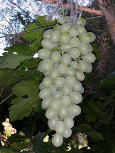 Fotografia de jess - Galeria Fotografica: mis flores - Foto: 