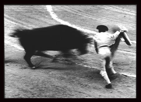Fotografia de Fotografo bodas - Galeria Fotografica: jose miguel - Foto: toros en las Ventas