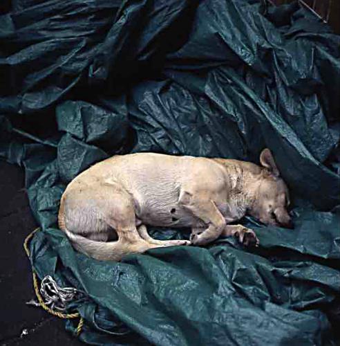 Fotografia de Aguinaco Stock - Galeria Fotografica: Rolleiflex 2.8F - Foto: Siesta canina