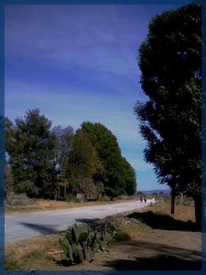 Fotografia de Darsan - Galeria Fotografica: Paisajes mexicanos - Foto: Jardn de senderos