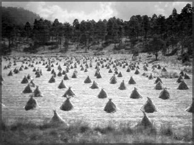 Fotografia de Darsan - Galeria Fotografica: Paisajes mexicanos - Foto: Pilotes