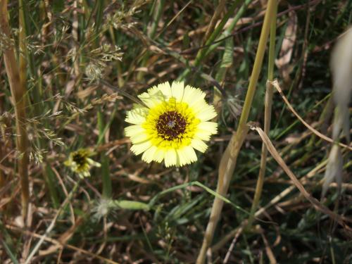 Fotografia de Monica Sofia - Galeria Fotografica: Galeria de amadora - Foto: Flor Amarela