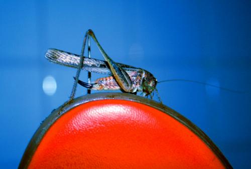 Fotografia de Pilar - Galeria Fotografica: Color - Foto: Saltamontes