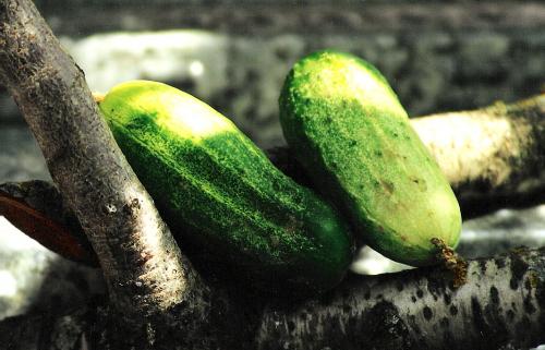 Fotografia de Pilar - Galeria Fotografica: Color - Foto: Pepinos