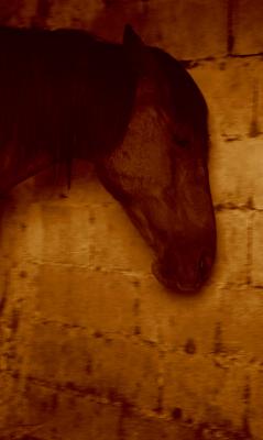 Fotografia de Pilar - Galeria Fotografica: B/N - Foto: caballo