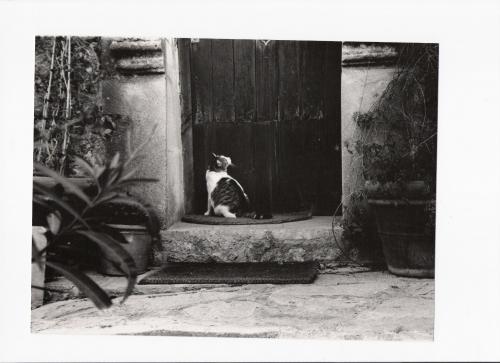 Fotografia de Pilar - Galeria Fotografica: B/N - Foto: Gato