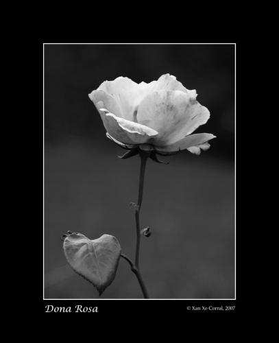 Fotografia de Xan Xe Corral - Galeria Fotografica: Sensacins - Foto: Dona Rosa