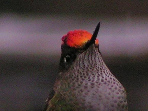 Fotografia de PHMESH - Galeria Fotografica: Colibres Andinos - Foto: El Jefe