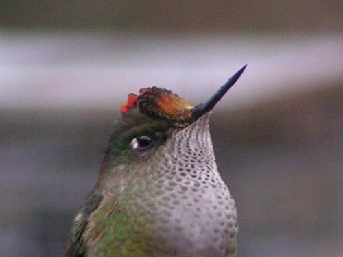 Fotografia de PHMESH - Galeria Fotografica: Colibres Andinos - Foto: Soledad