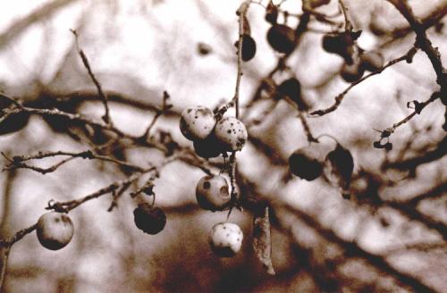 Fotografia de Alvaro F. Prieto - Galeria Fotografica: bodegones - Foto: otoo