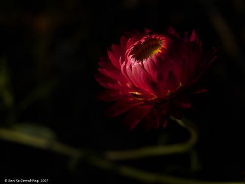 Fotos mas valoradas » Foto de Xan Xe Corral - Galería: Sensacins - Fotografía: Flor de Chelo 2