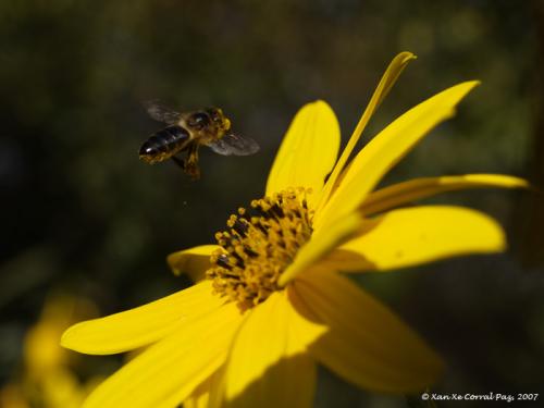 Fotografia de Xan Xe Corral - Galeria Fotografica: Sensacins - Foto: Amigas