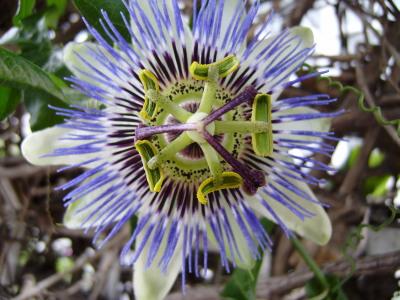 Fotografia de al - Galeria Fotografica: MACRO-FLORES - Foto: FLORE DE MARACUJA