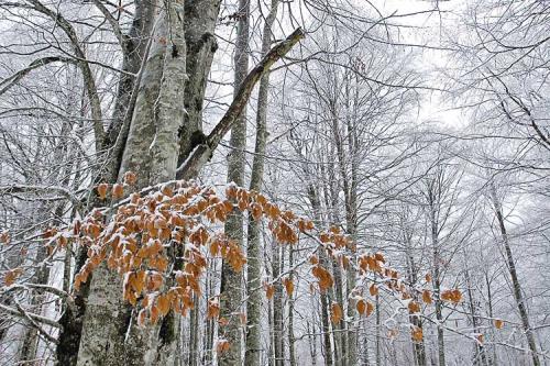 Fotografia de Jon Maeso - Galeria Fotografica: Irudi natura - Foto: Negua