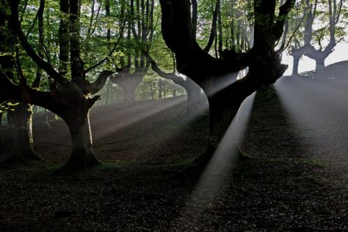 Fotografia de Jon Maeso - Galeria Fotografica: Irudi natura - Foto: Magia en el hayedo