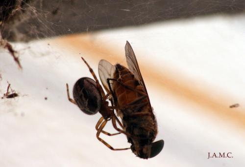 Fotografia de Jose Angel - Galeria Fotografica: Animalitos - Foto: CAZADOR CAZADO