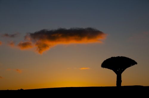 Fotografia de Alex Martin Ros - Galeria Fotografica: Mi trabajo. - Foto: Socotra