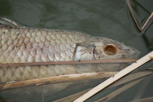 Fotografia de Burgaz - Galeria Fotografica: INSTANTANEAS - Foto: 