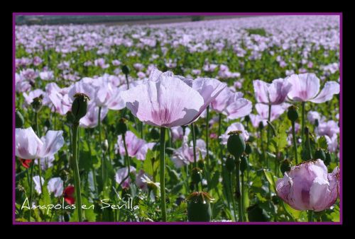 Fotografia de Charo Guijarro Izquierdo - Galeria Fotografica: MALLORCA - Foto: 