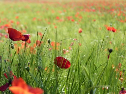 Fotografia de Charo Guijarro Izquierdo - Galeria Fotografica: MALLORCA - Foto: 