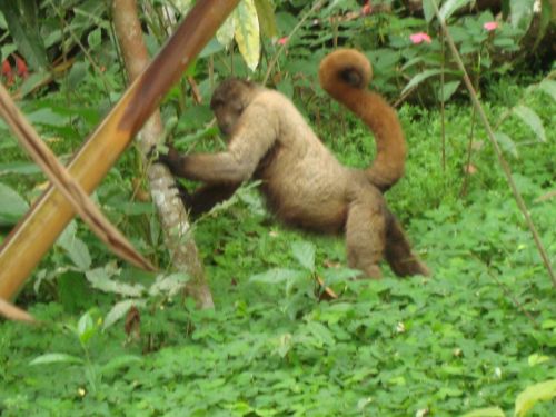 Fotografia de Gabychiki138 - Galeria Fotografica: Ecuador - Foto: 