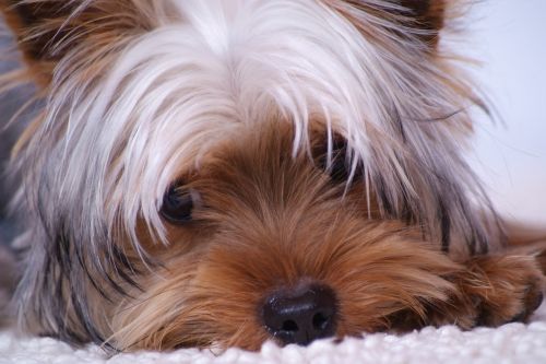 Fotografia de NOEL ET CHLO - Galeria Fotografica: PERROS - Foto: Casper