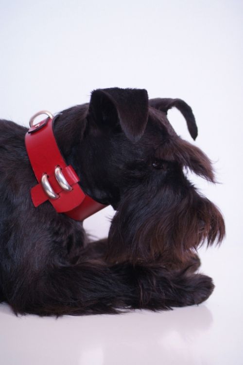 Fotografia de NOEL ET CHLO - Galeria Fotografica: PERROS - Foto: Chloe