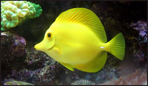 Fotografia de JORGE JACINTO - Galeria Fotografica: PEIXES - Foto: YELLOW SUBMARINE