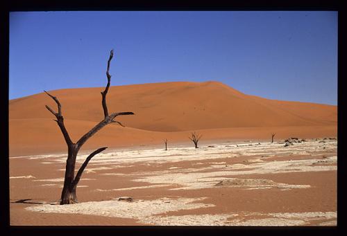 Fotografia de Yuyatwi - Galeria Fotografica: Paisajes del mundo - Foto: Muerte al borde de la duna