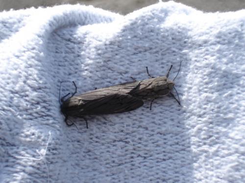 Fotografia de Elignaro - Galeria Fotografica: Los encuentros - Foto: Un romancero