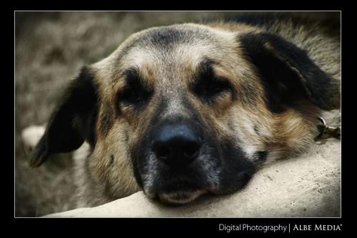 Fotografia de ALBE MEDIA - Galeria Fotografica: Estilos Visuales - Foto: Blacky